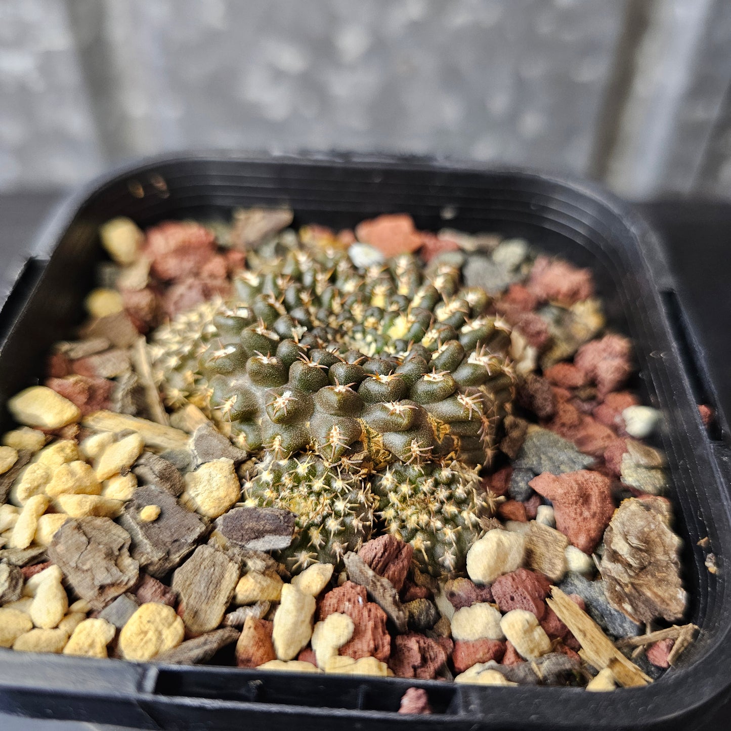 Chileorebutia odierii