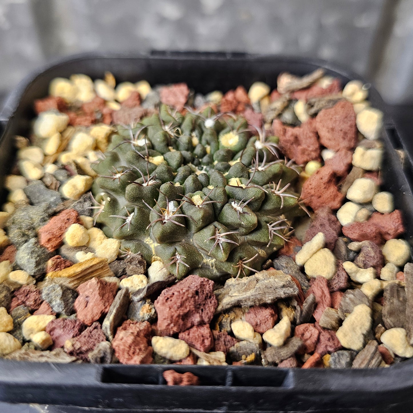 Neochilenia occulta (pure)