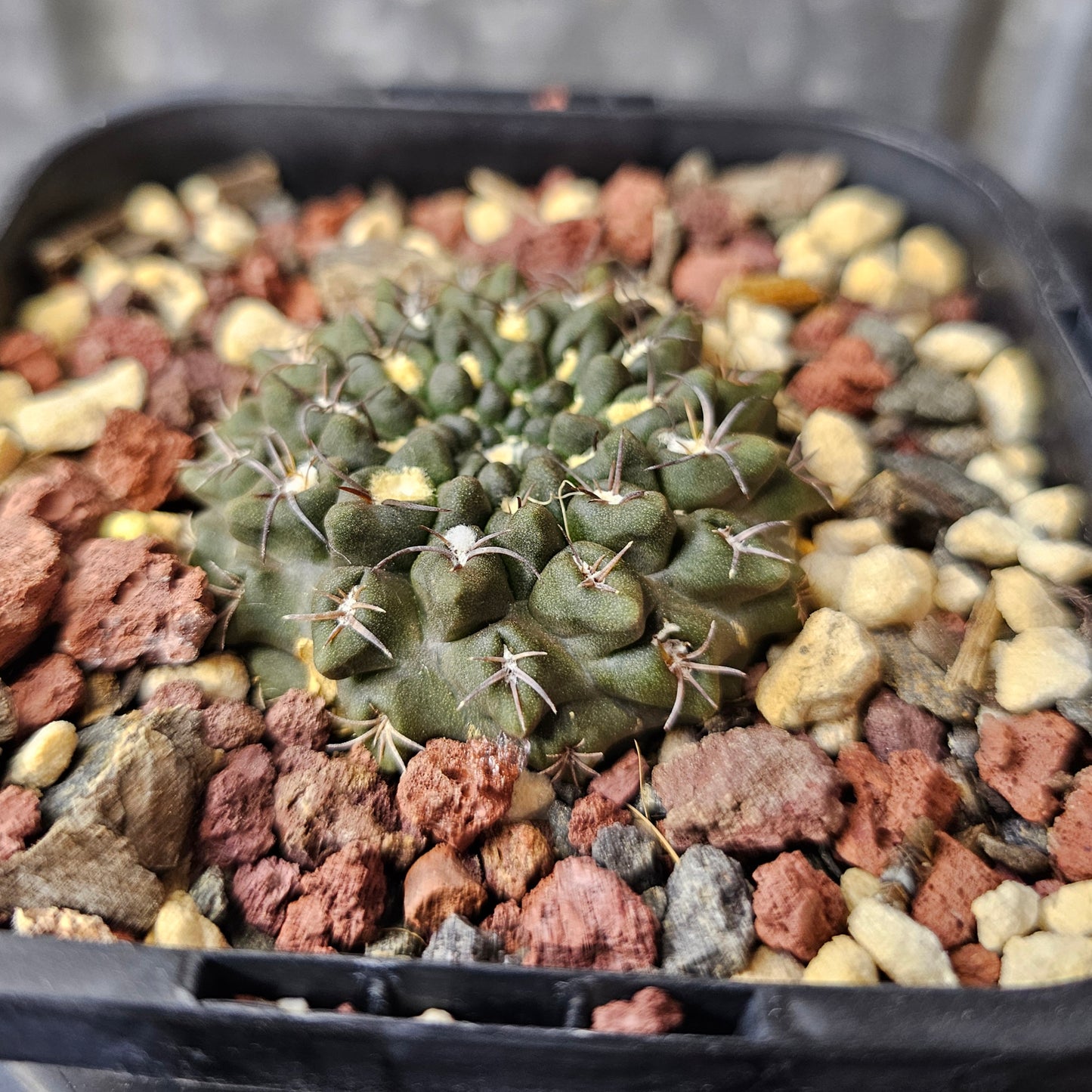 Neochilenia occulta (pure)