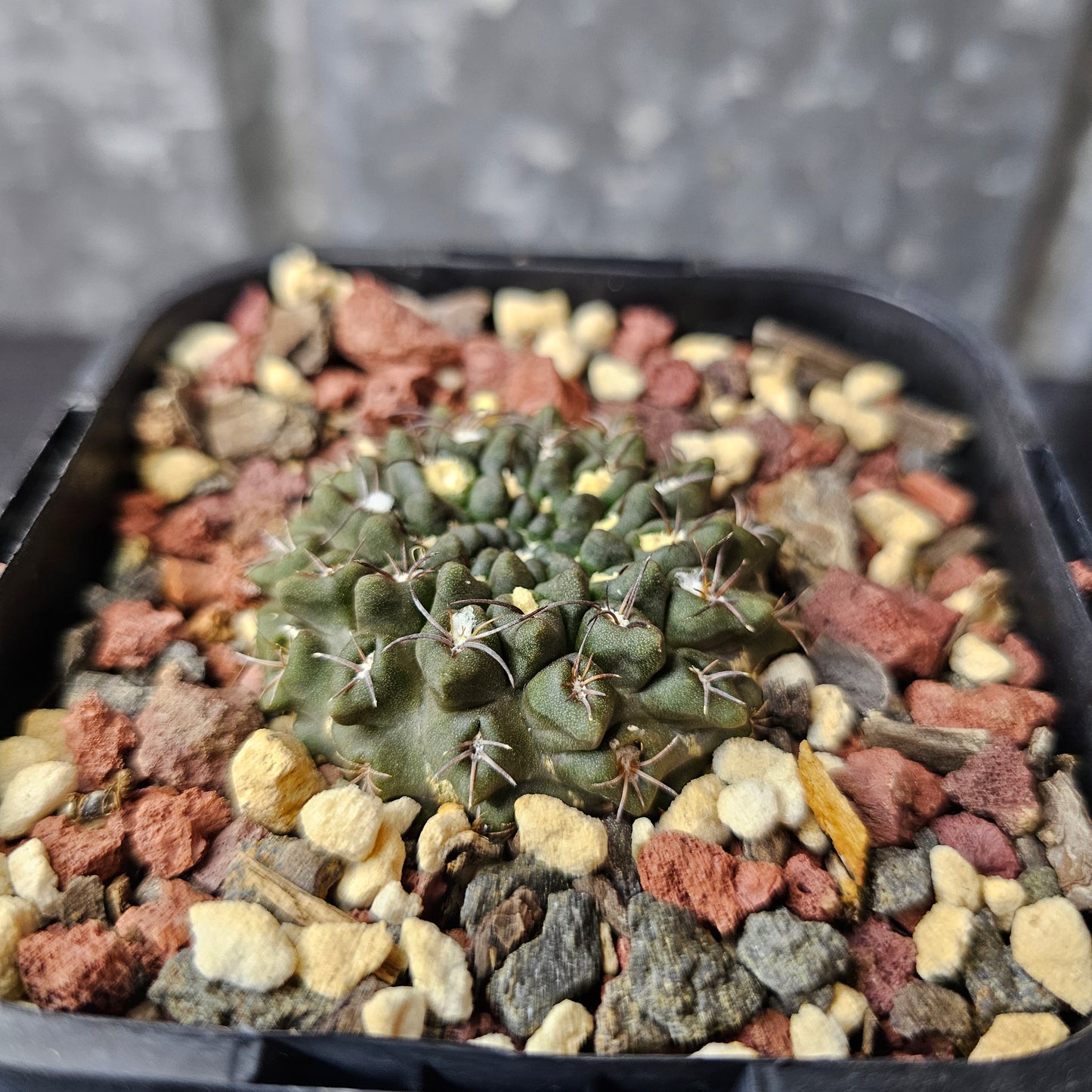 Neochilenia occulta (pure)