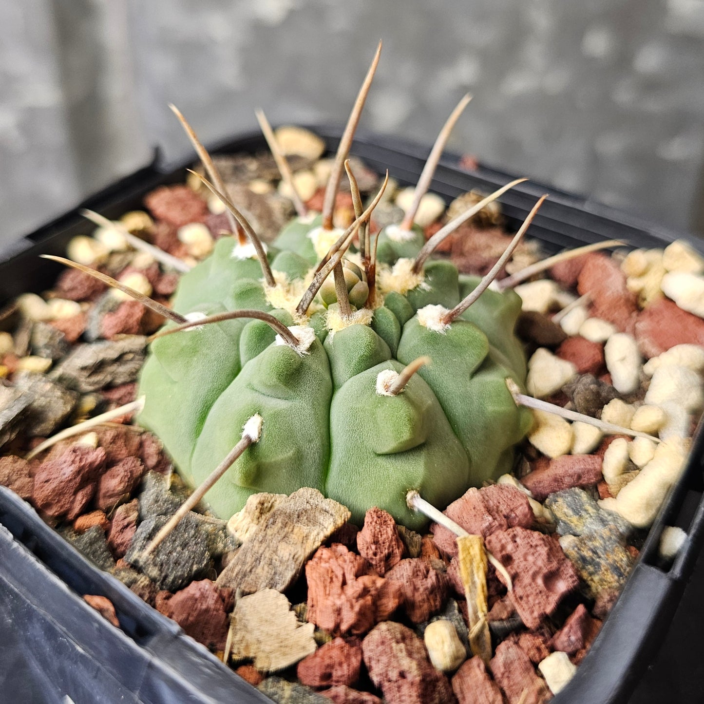 Gymnocalycium vatteri (single spine)