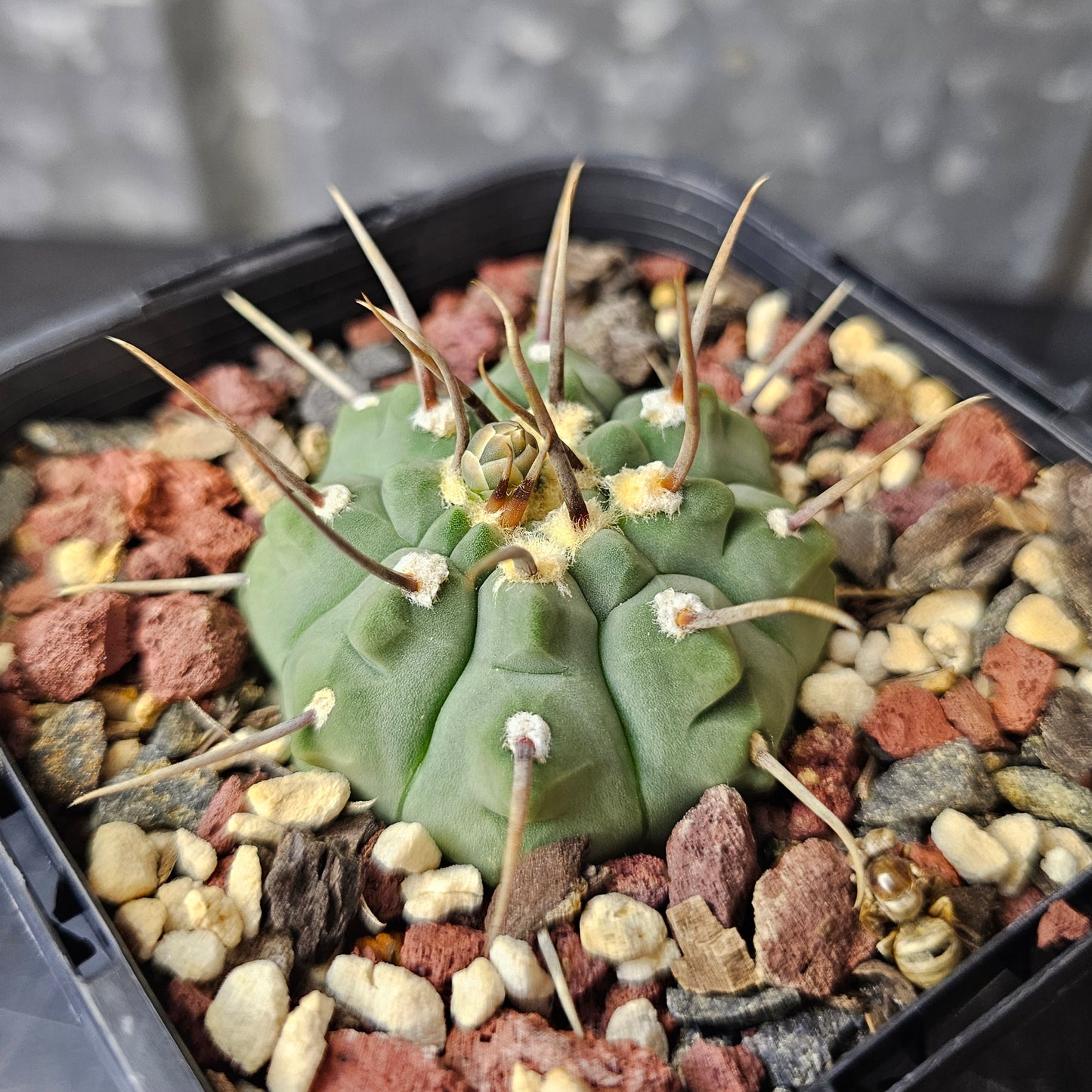 Gymnocalycium vatteri (single spine)