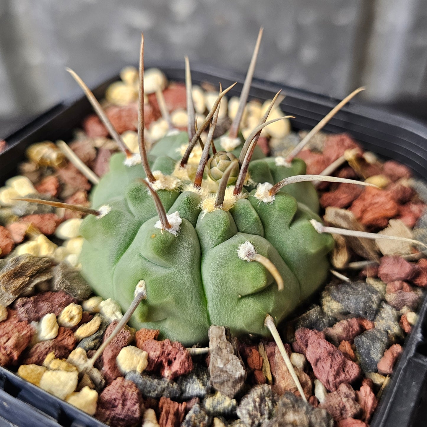 Gymnocalycium vatteri (single spine)