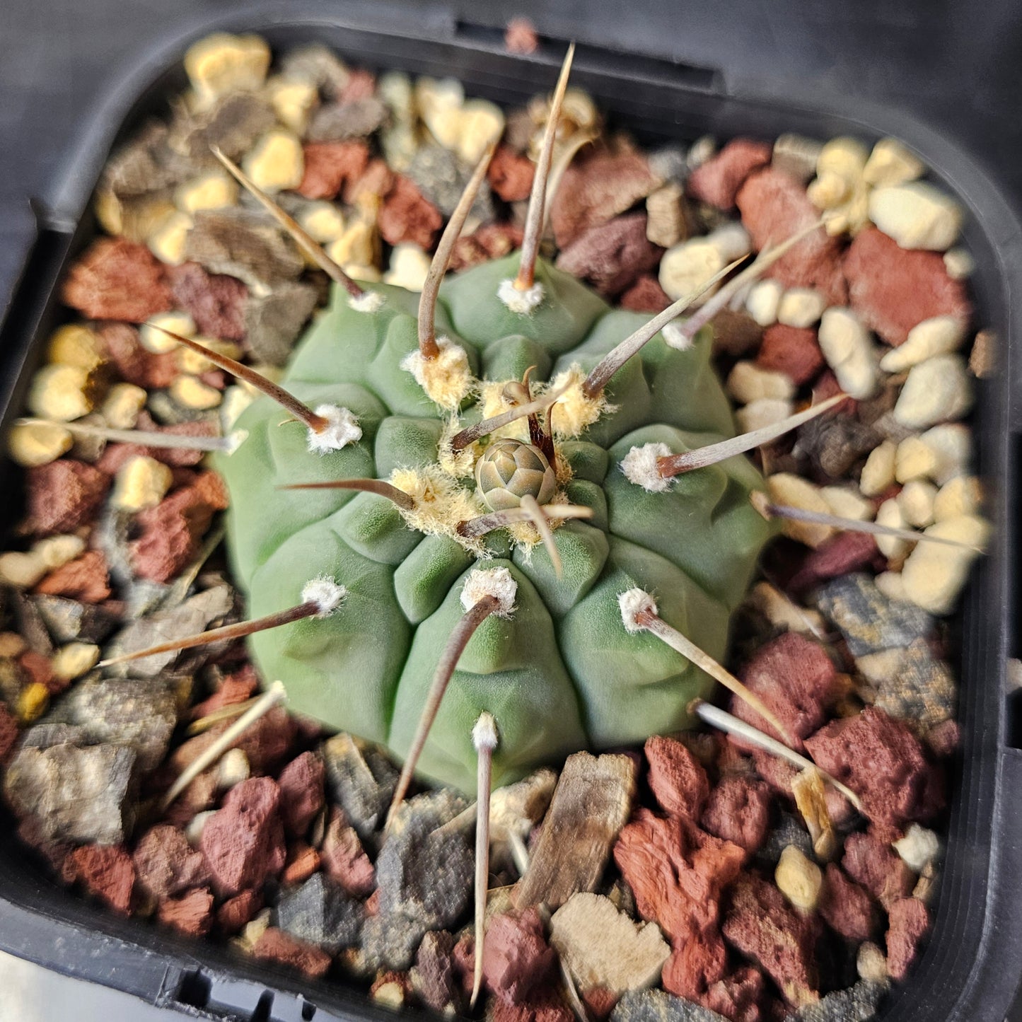 Gymnocalycium vatteri (single spine)