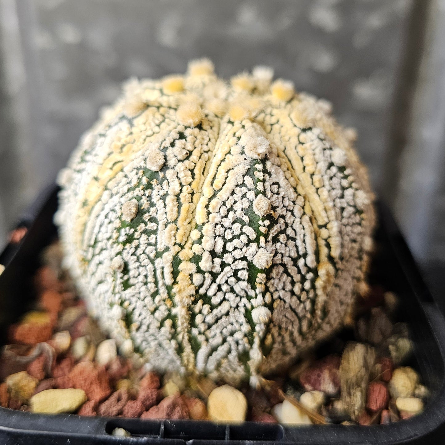 Astrophytum asterias (Honey Glow)