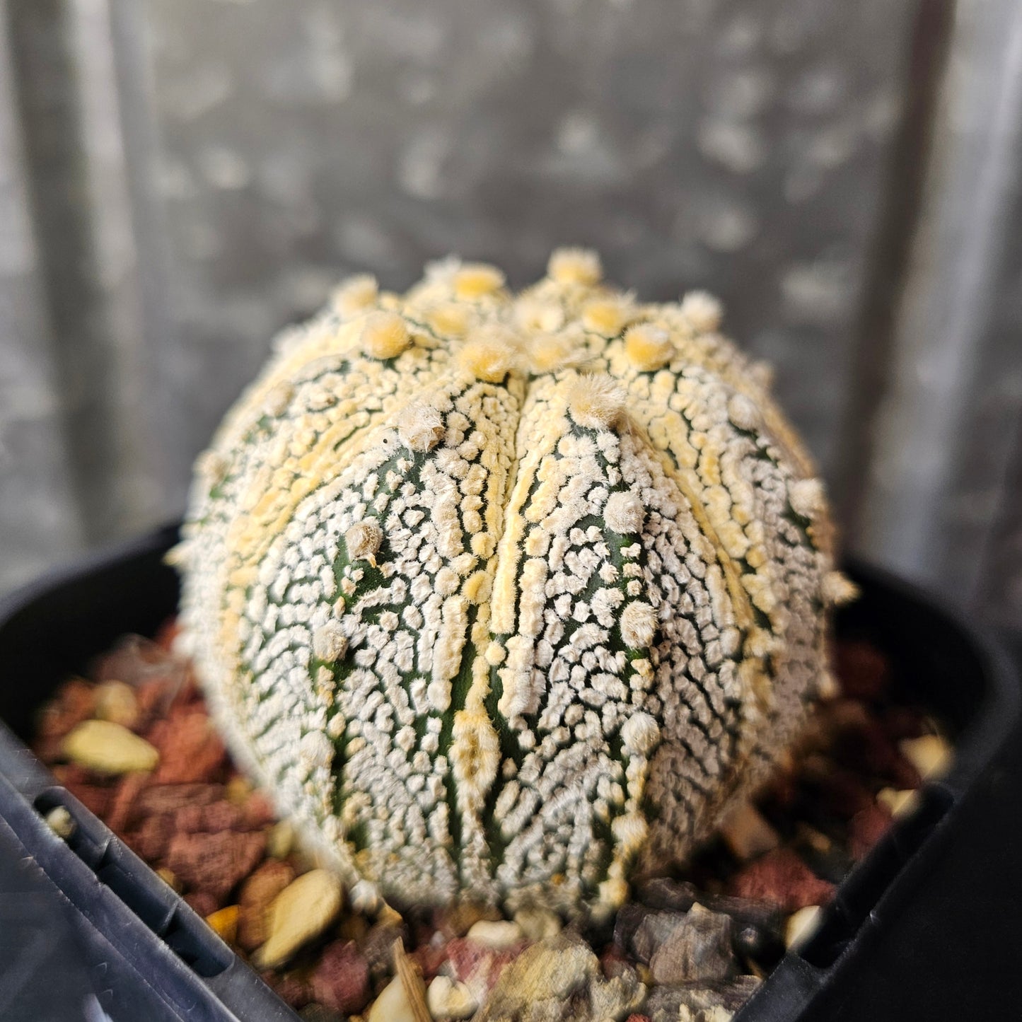 Astrophytum asterias (Honey Glow)