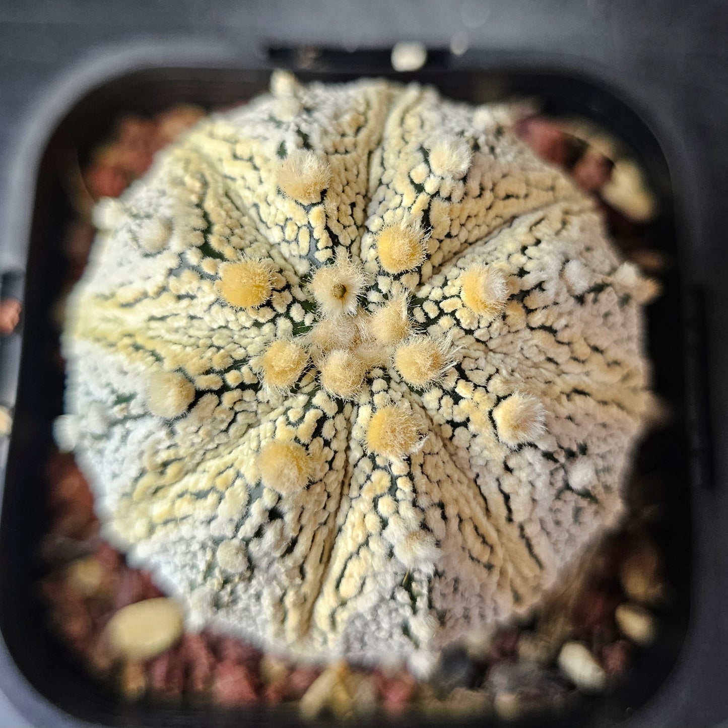 Astrophytum asterias (Honey Glow)
