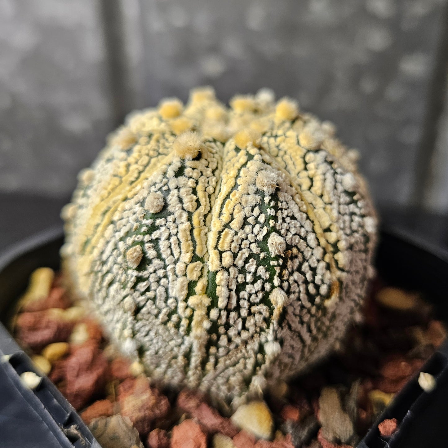 Astrophytum asterias (Honey Glow)