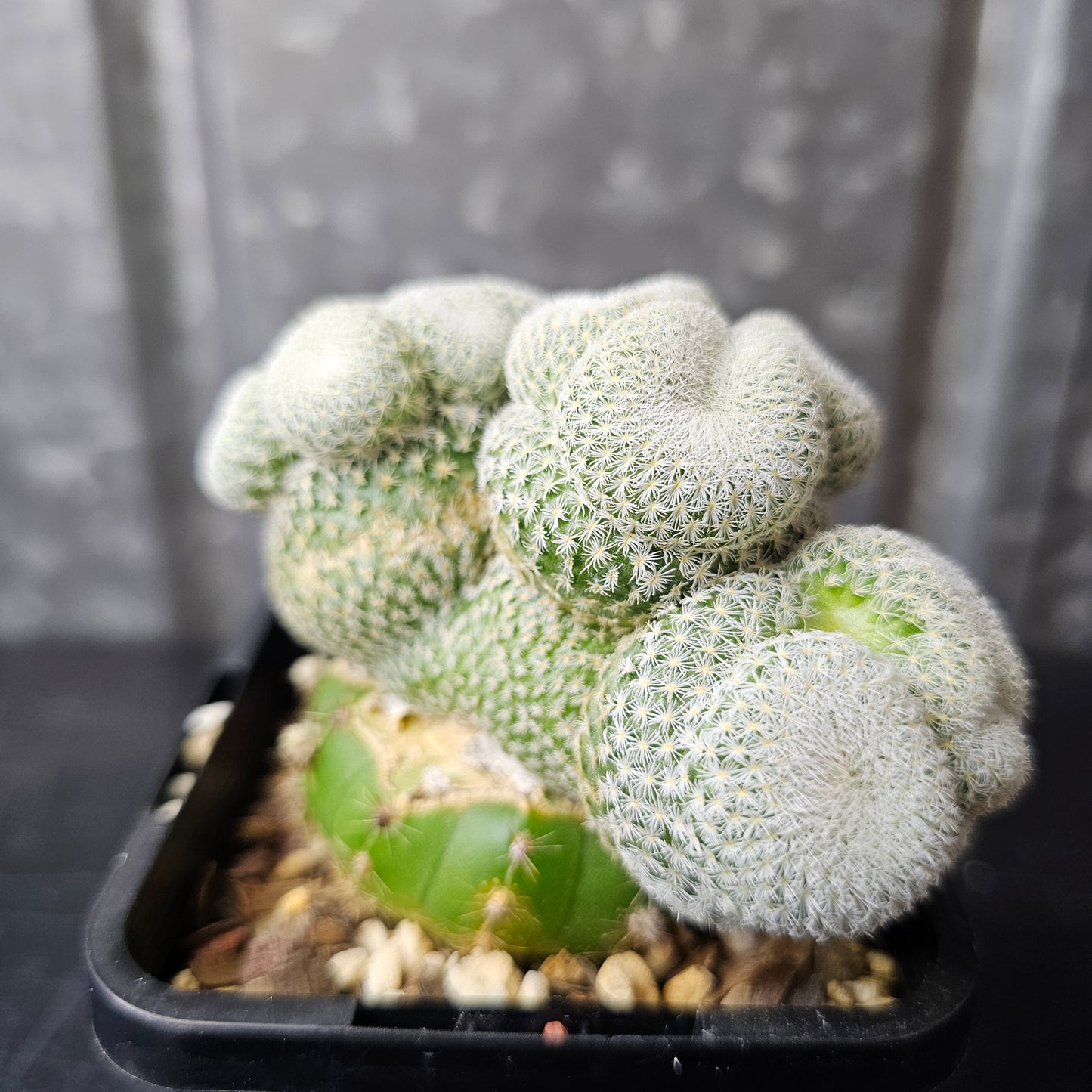 Epithelantha unguispina (Cluster Funk)