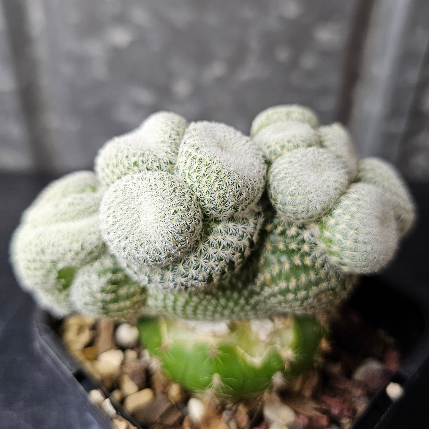 Epithelantha unguispina (Cluster Funk)