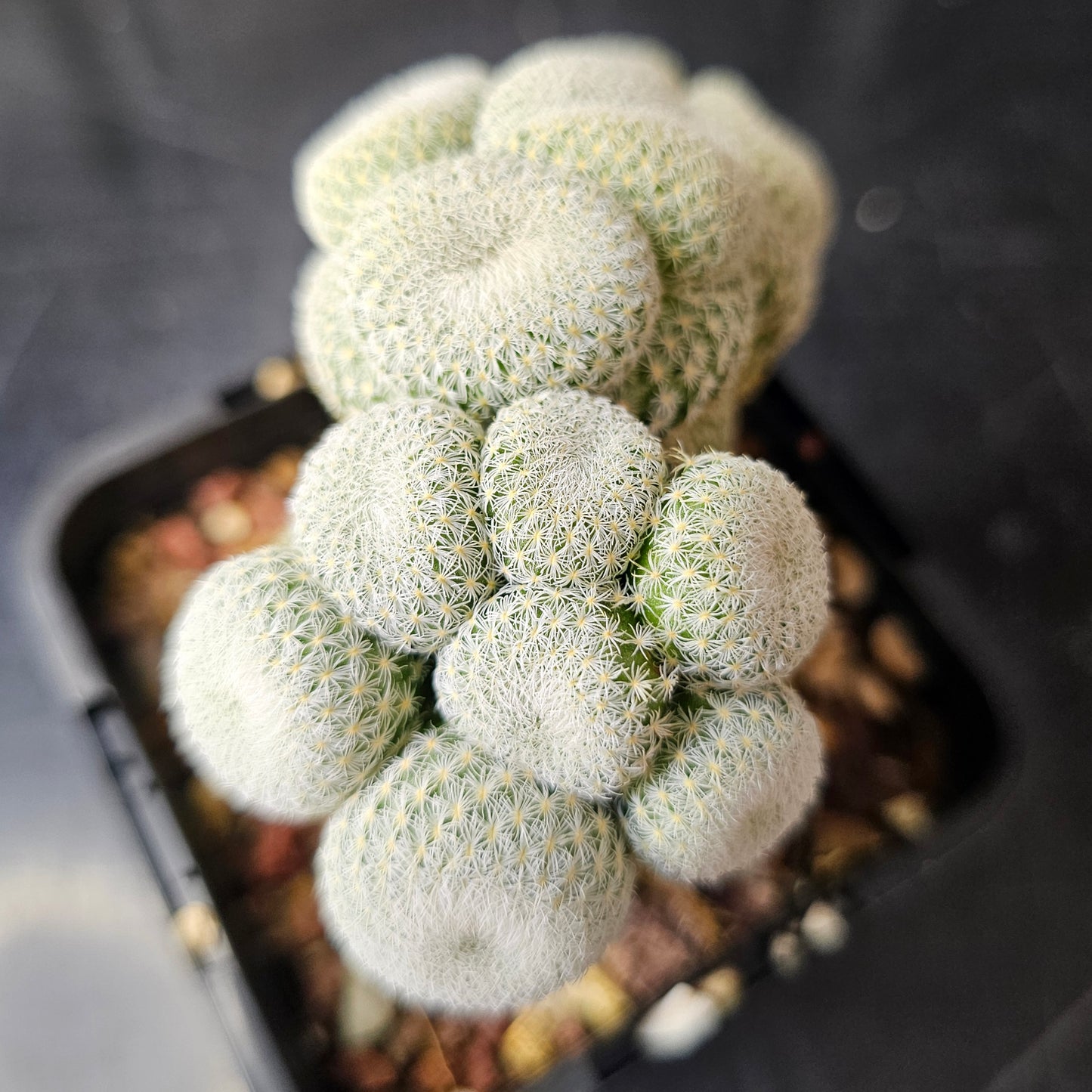 Epithelantha unguispina (Cluster Funk)