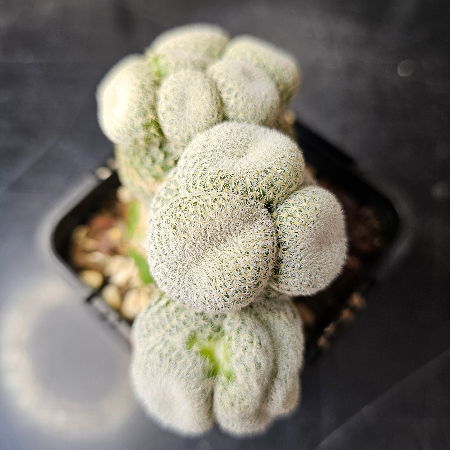 Epithelantha unguispina (Cluster Funk)