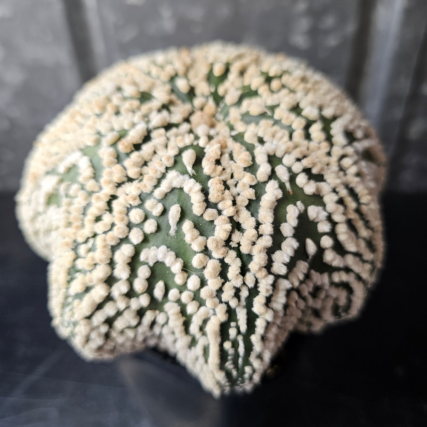 Astrophytum asterias cv. Hanazono