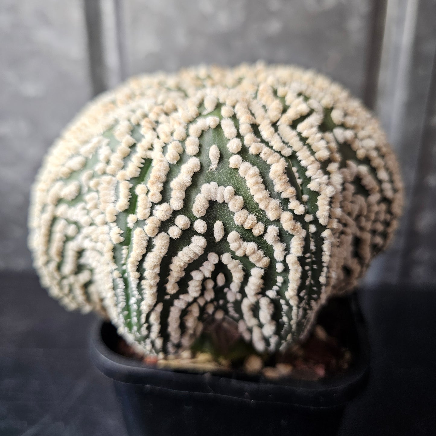 Astrophytum asterias cv. Hanazono