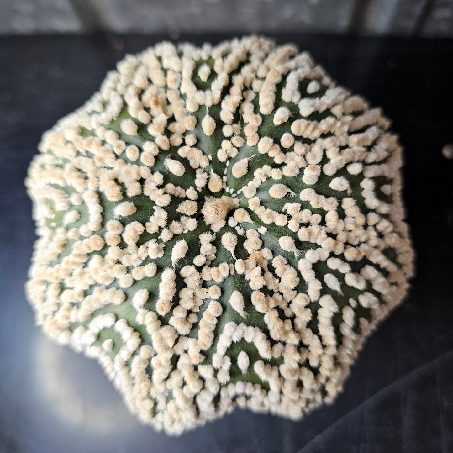 Astrophytum asterias cv. Hanazono