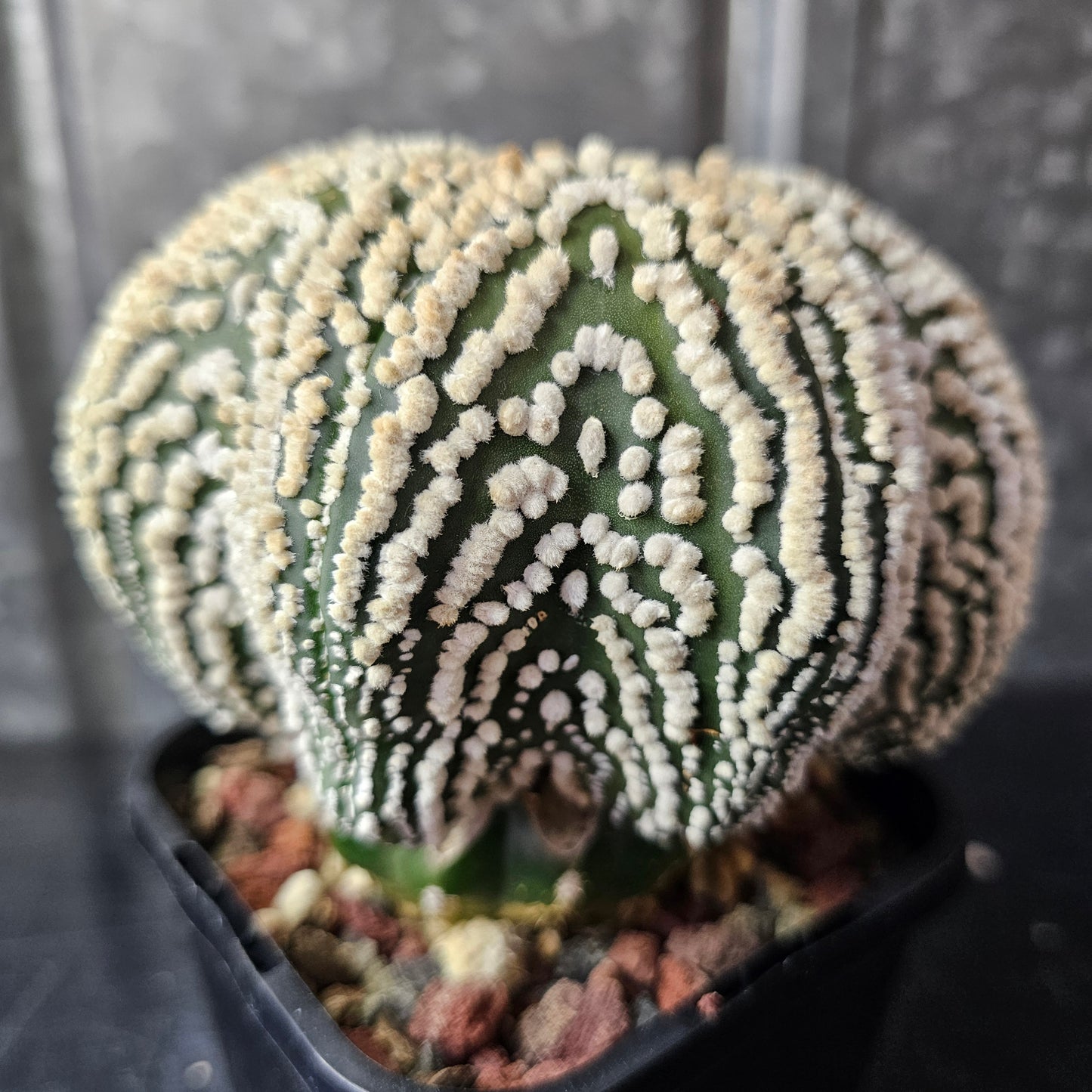 Astrophytum asterias cv. Hanazono