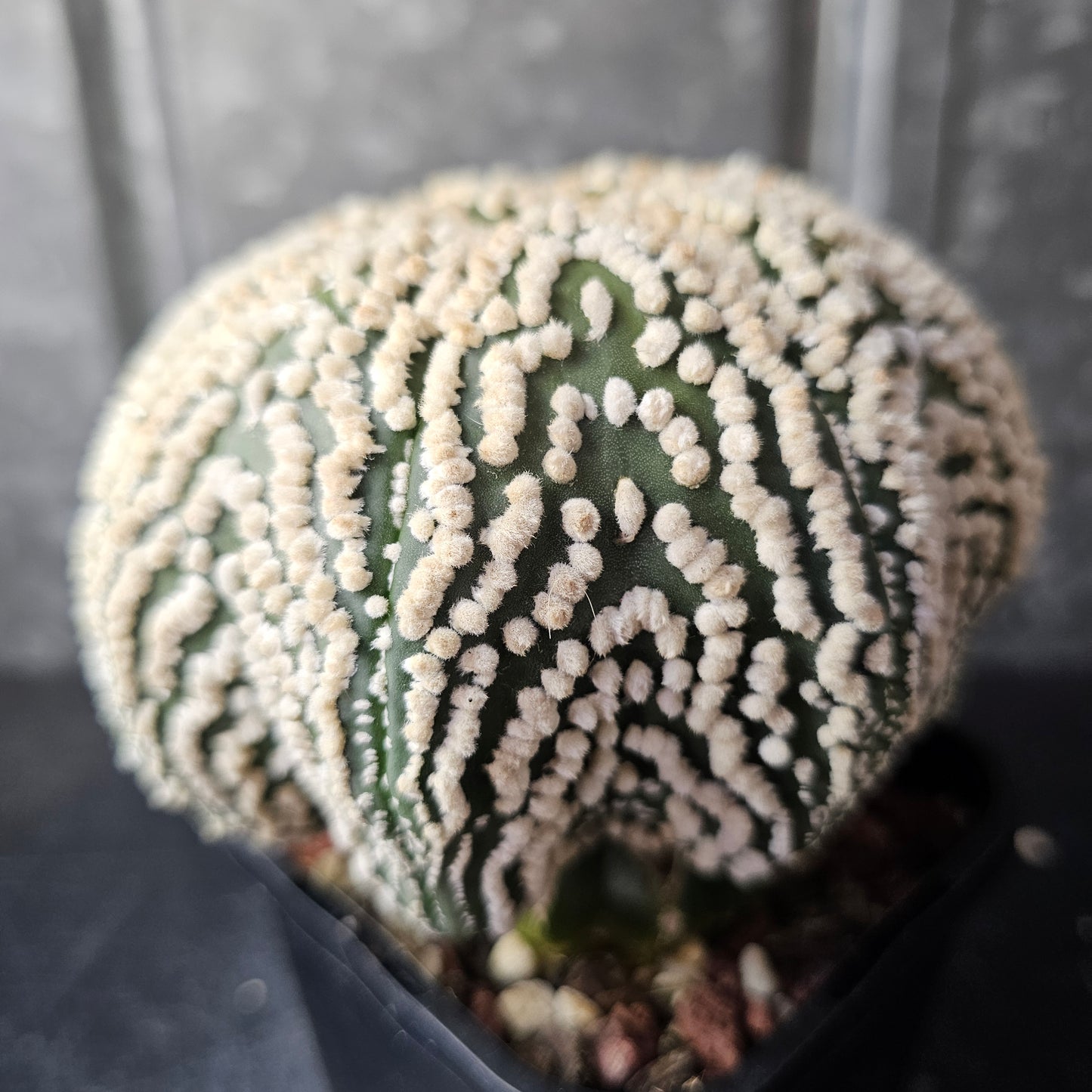 Astrophytum asterias cv. Hanazono