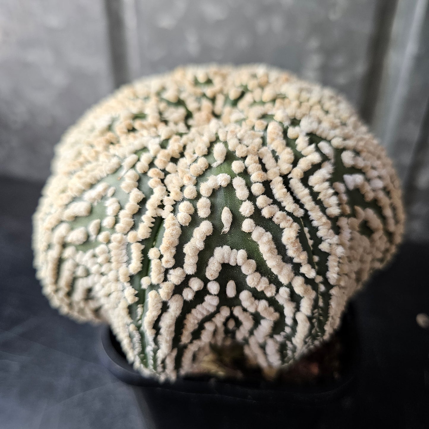 Astrophytum asterias cv. Hanazono