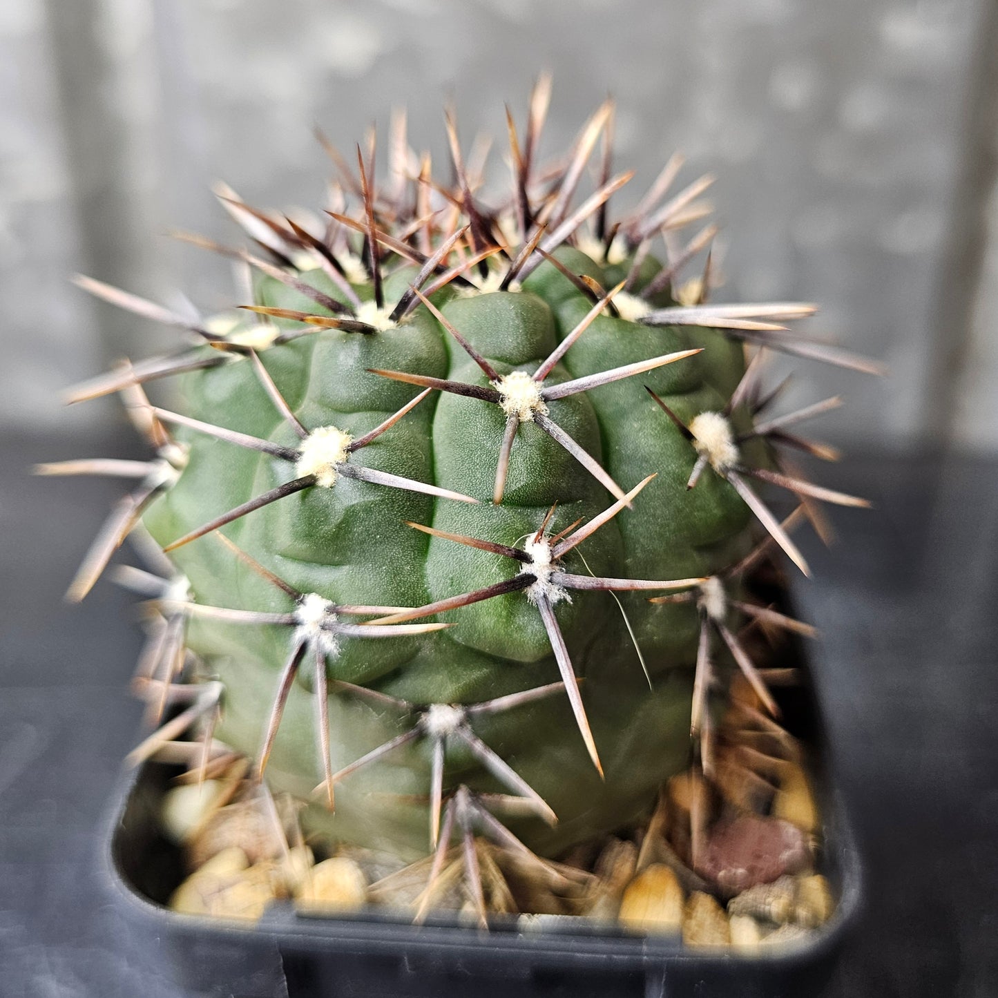 Gymnocalycium borthii WP64-78A