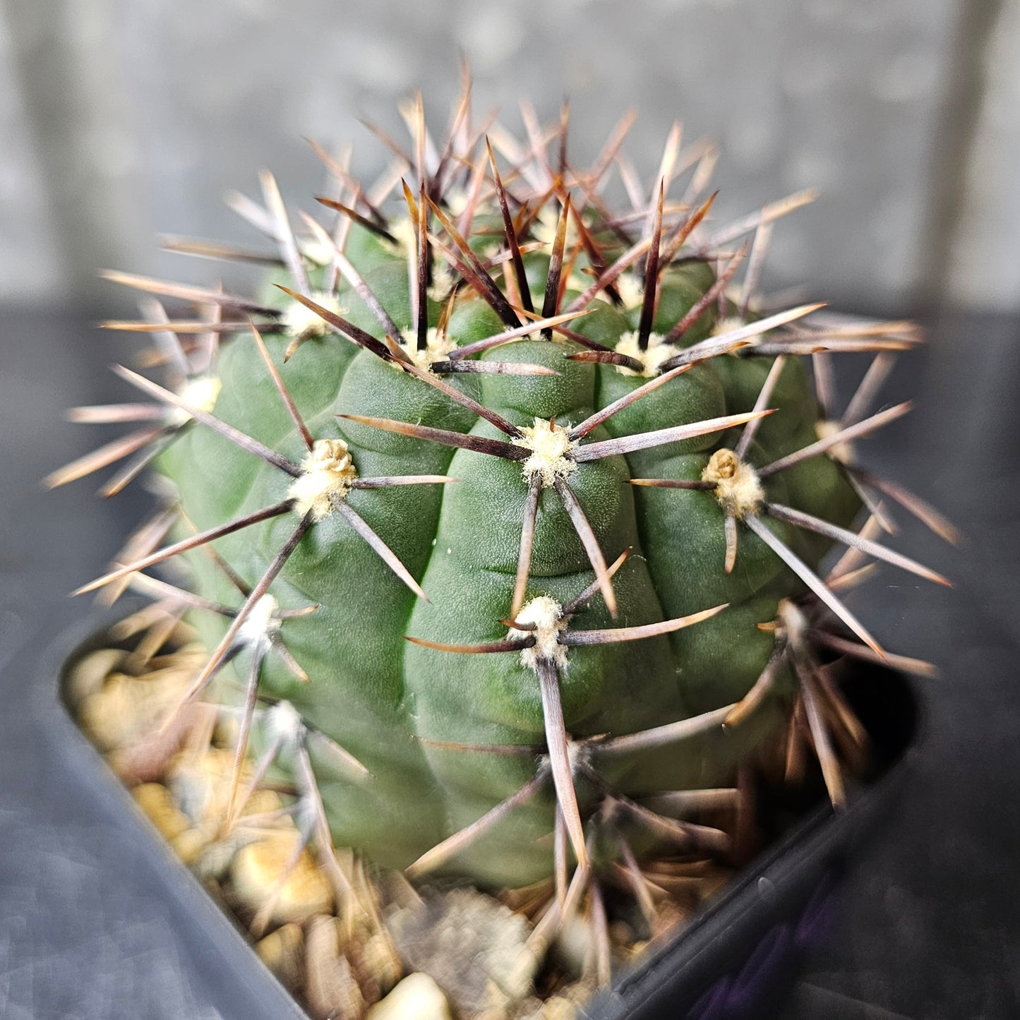 Gymnocalycium borthii WP64-78A
