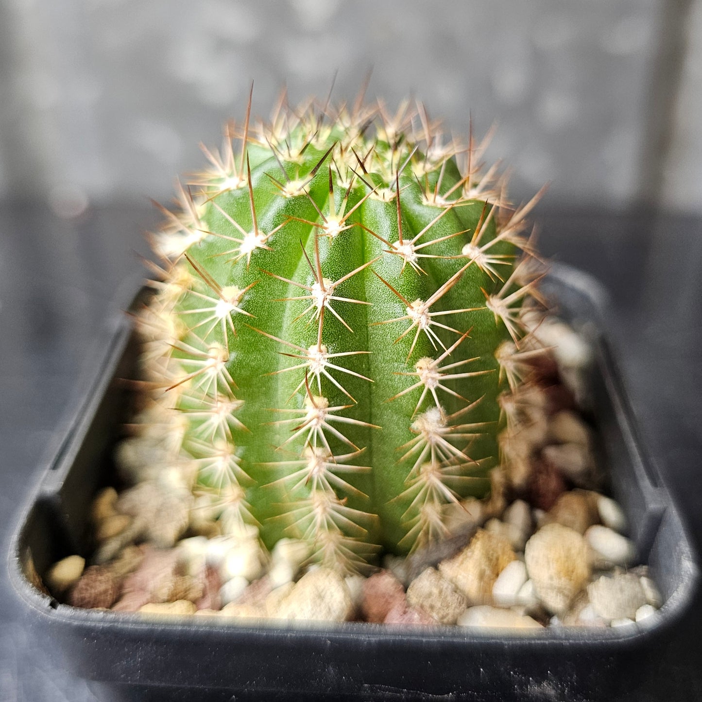 Chamaecereus cv. Neon Lights