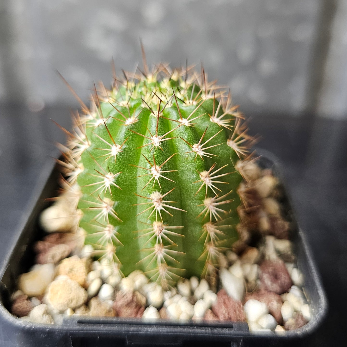 Chamaecereus cv. Neon Lights