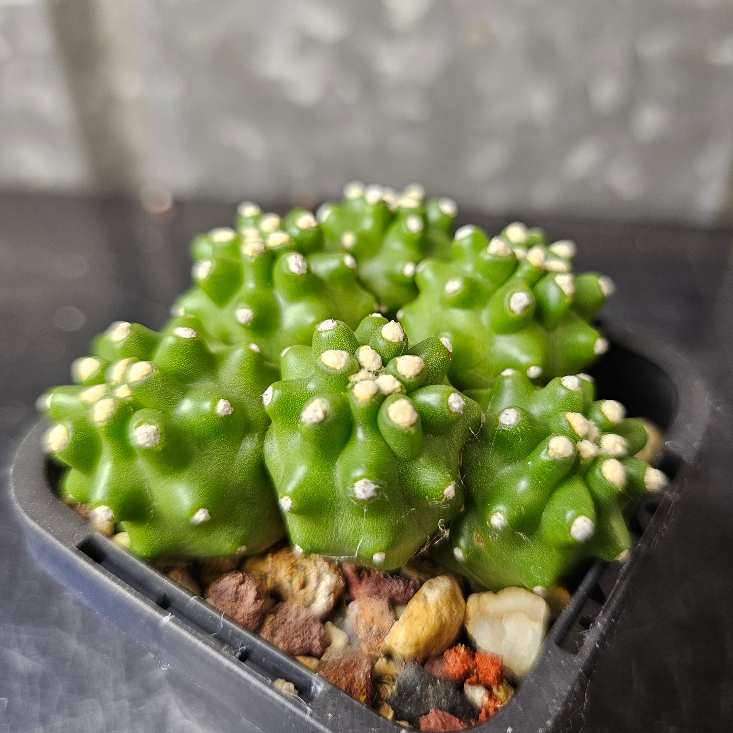 Echinocereus mojavensis ‘Inermis’