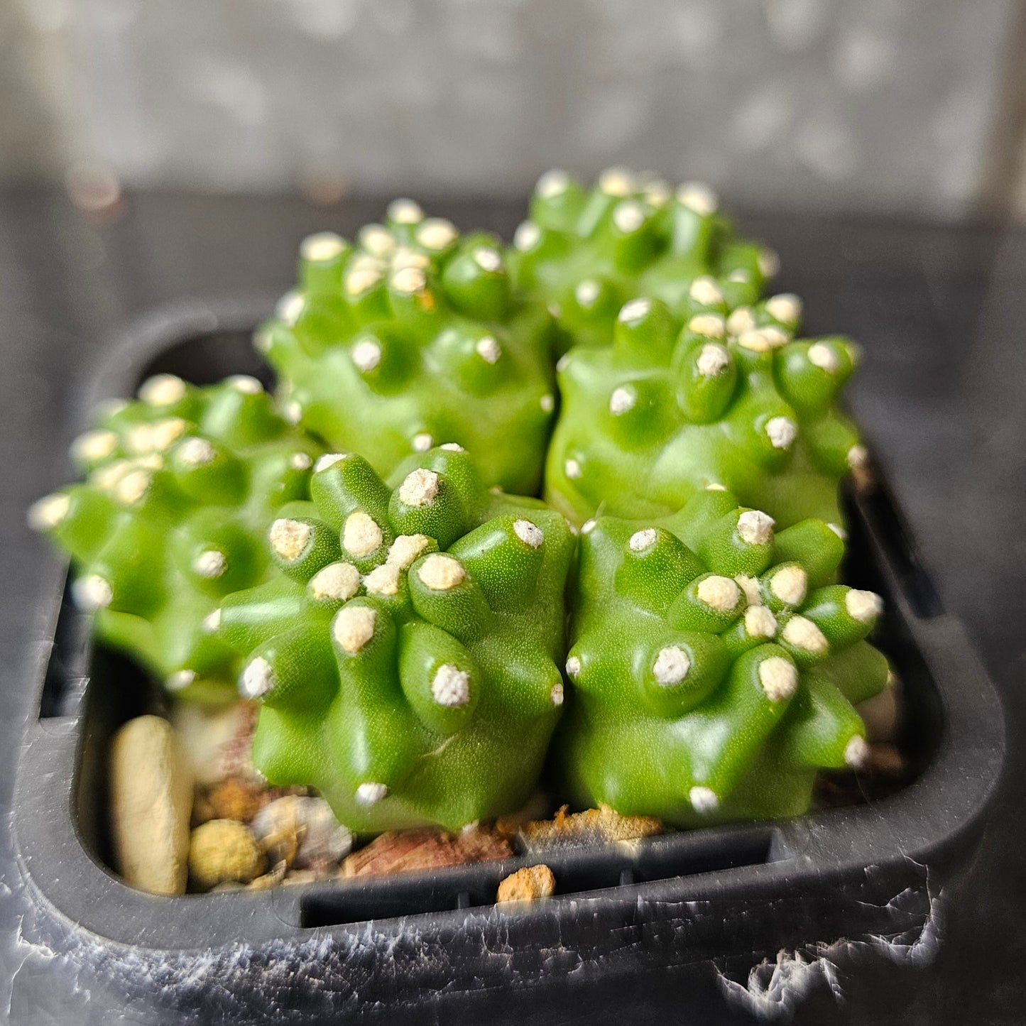 Echinocereus mojavensis ‘Inermis’