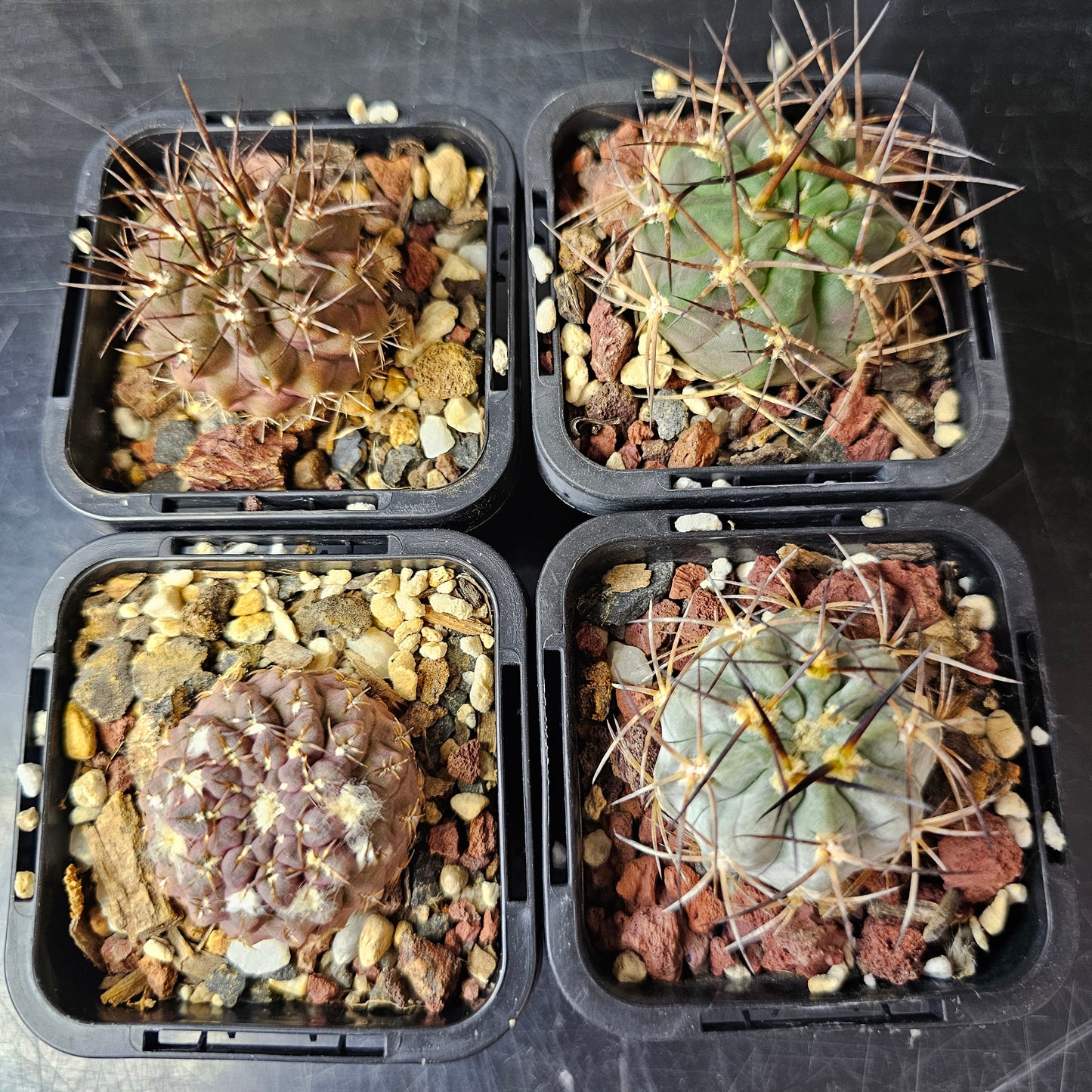 Cactus Bundle – 4 Plants (Patience Perfected)