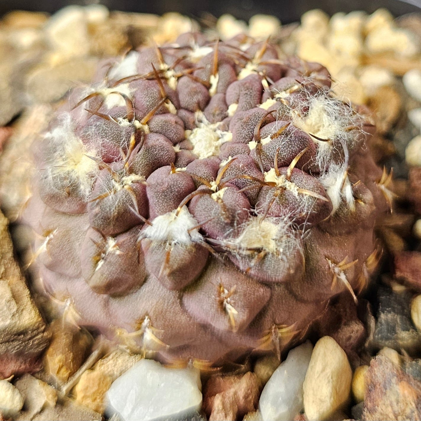 Cactus Bundle – 4 Plants (Patience Perfected)