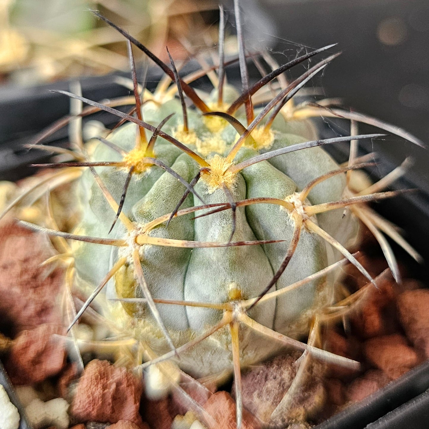 Cactus Bundle – 4 Plants (Patience Perfected)