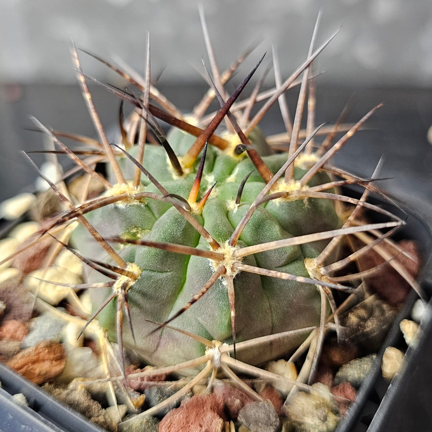 Cactus Bundle – 4 Plants (Patience Perfected)