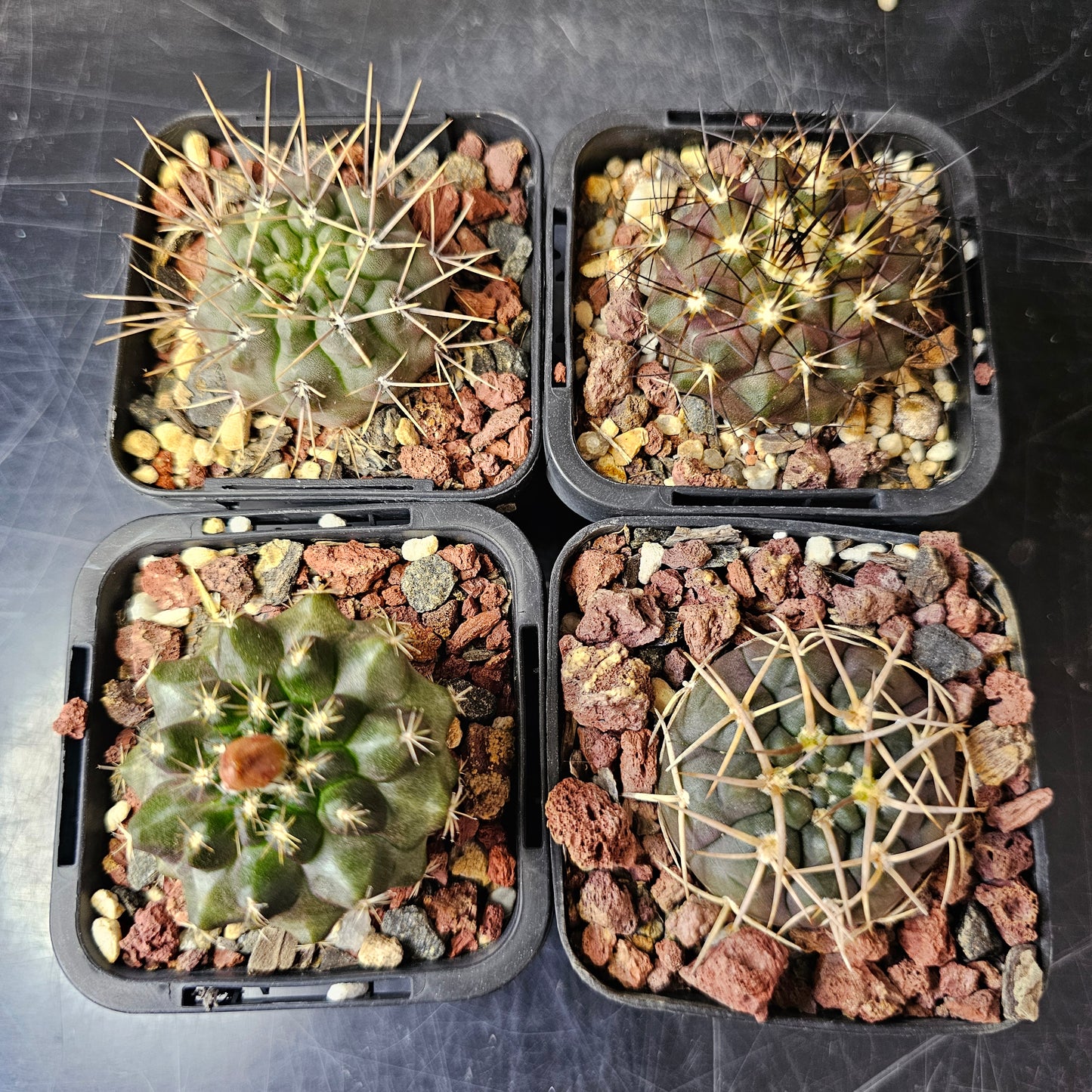 Cactus Bundle – 4 Plants (Form & Fortitude)