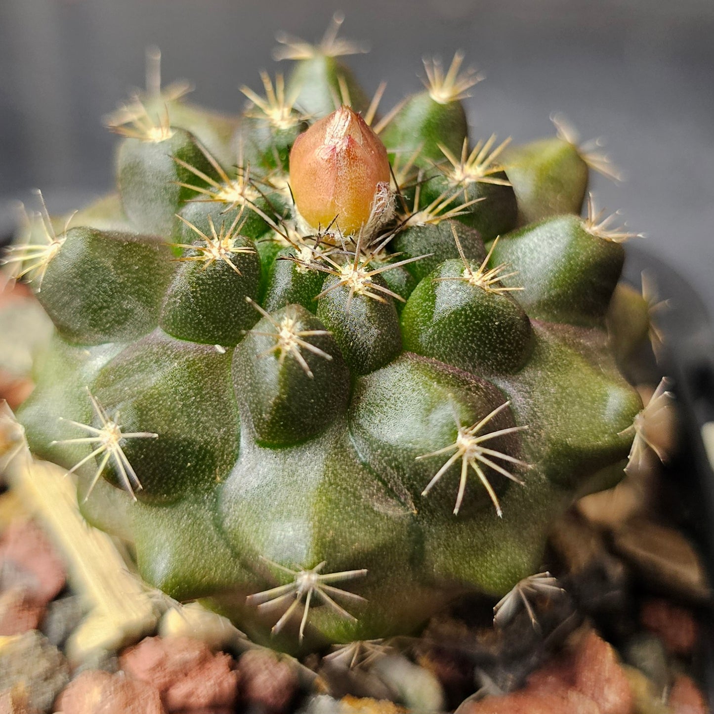 Cactus Bundle – 4 Plants (Form & Fortitude)