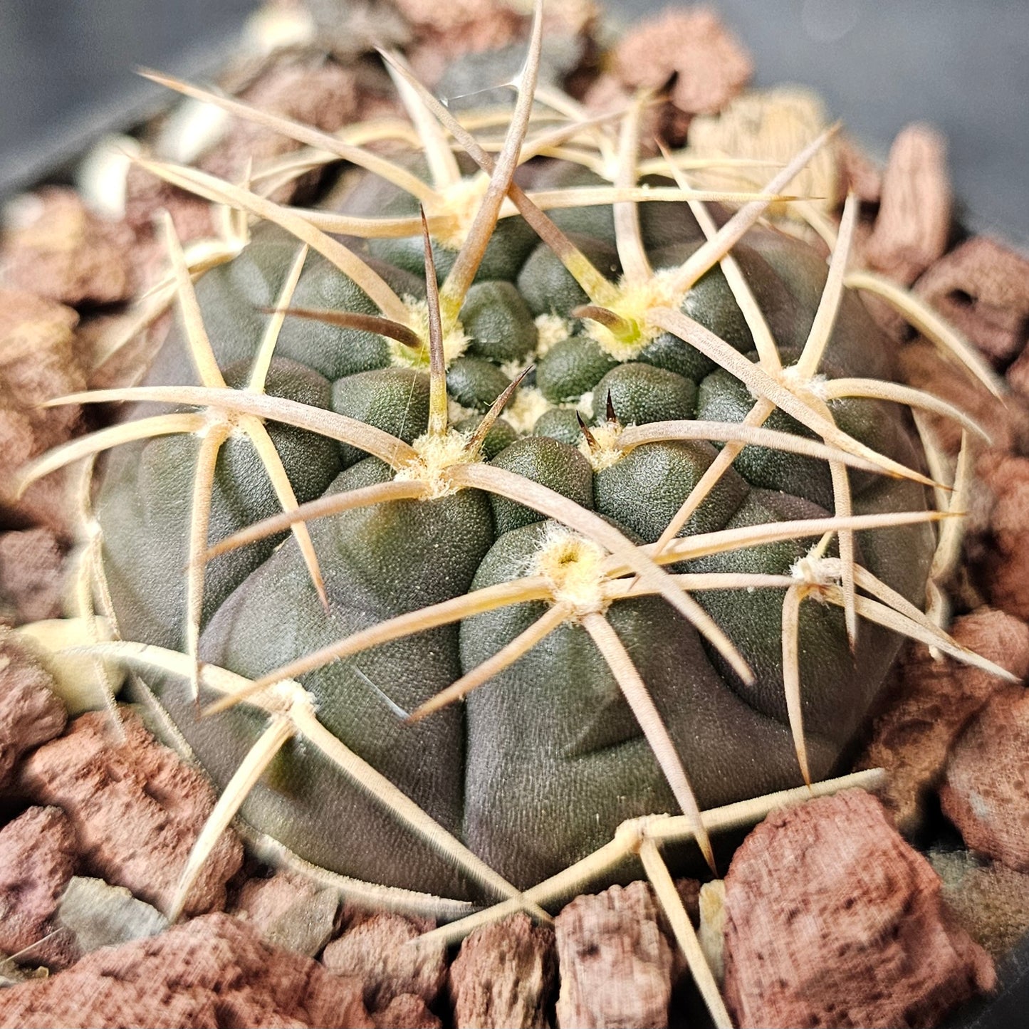 Cactus Bundle – 4 Plants (Form & Fortitude)