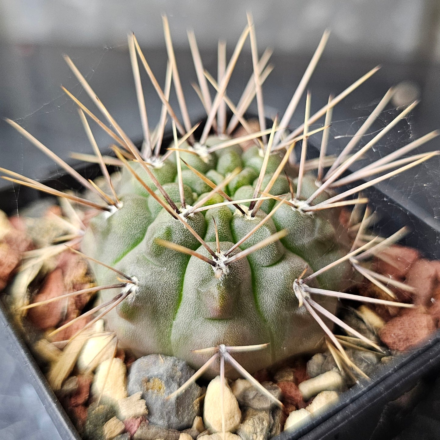 Cactus Bundle – 4 Plants (Form & Fortitude)