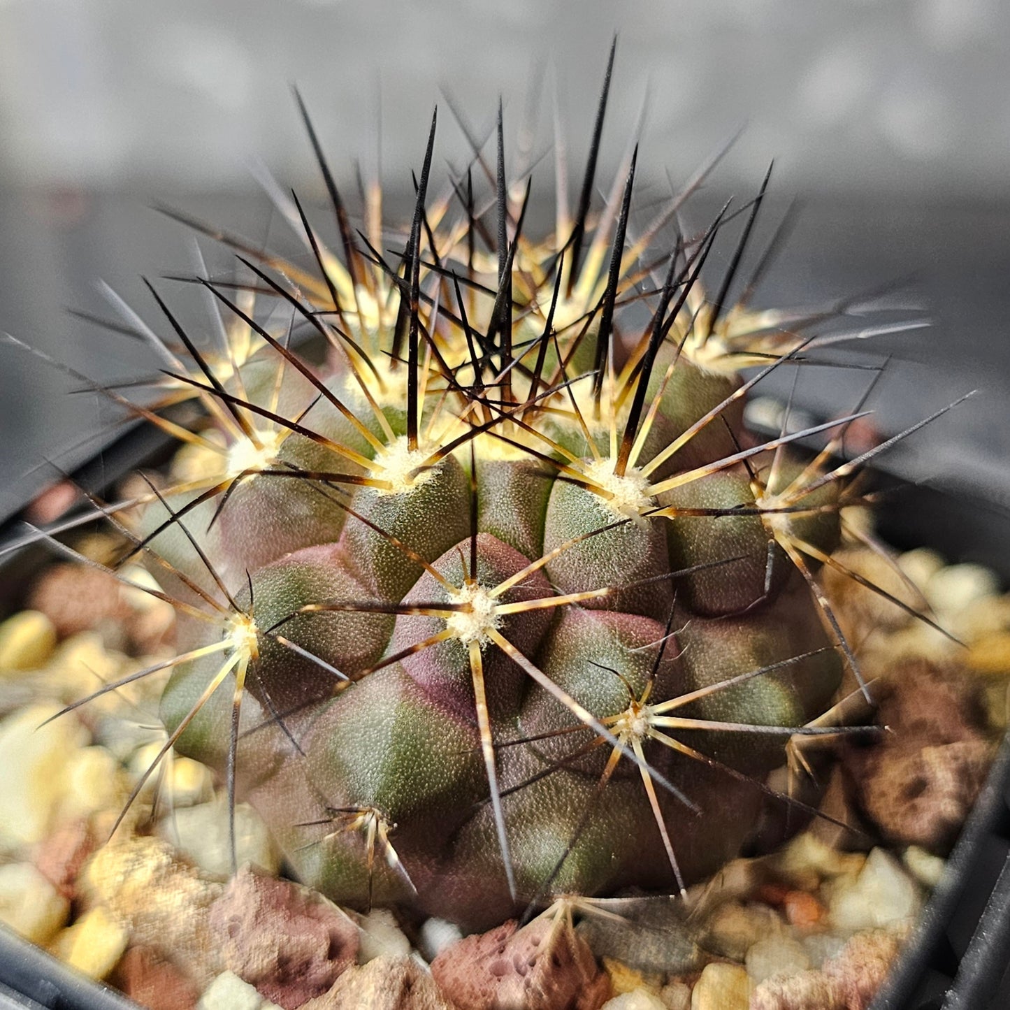 Cactus Bundle – 4 Plants (Form & Fortitude)