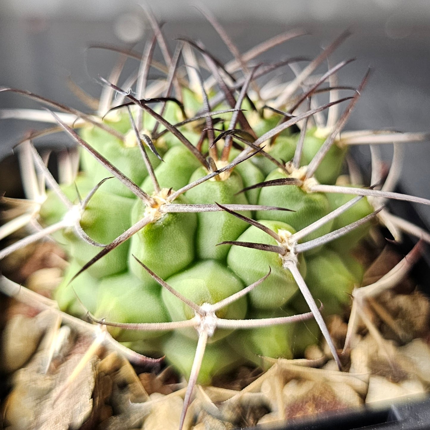 Cactus Bundle – 4 Plants (Gymno Greatness)