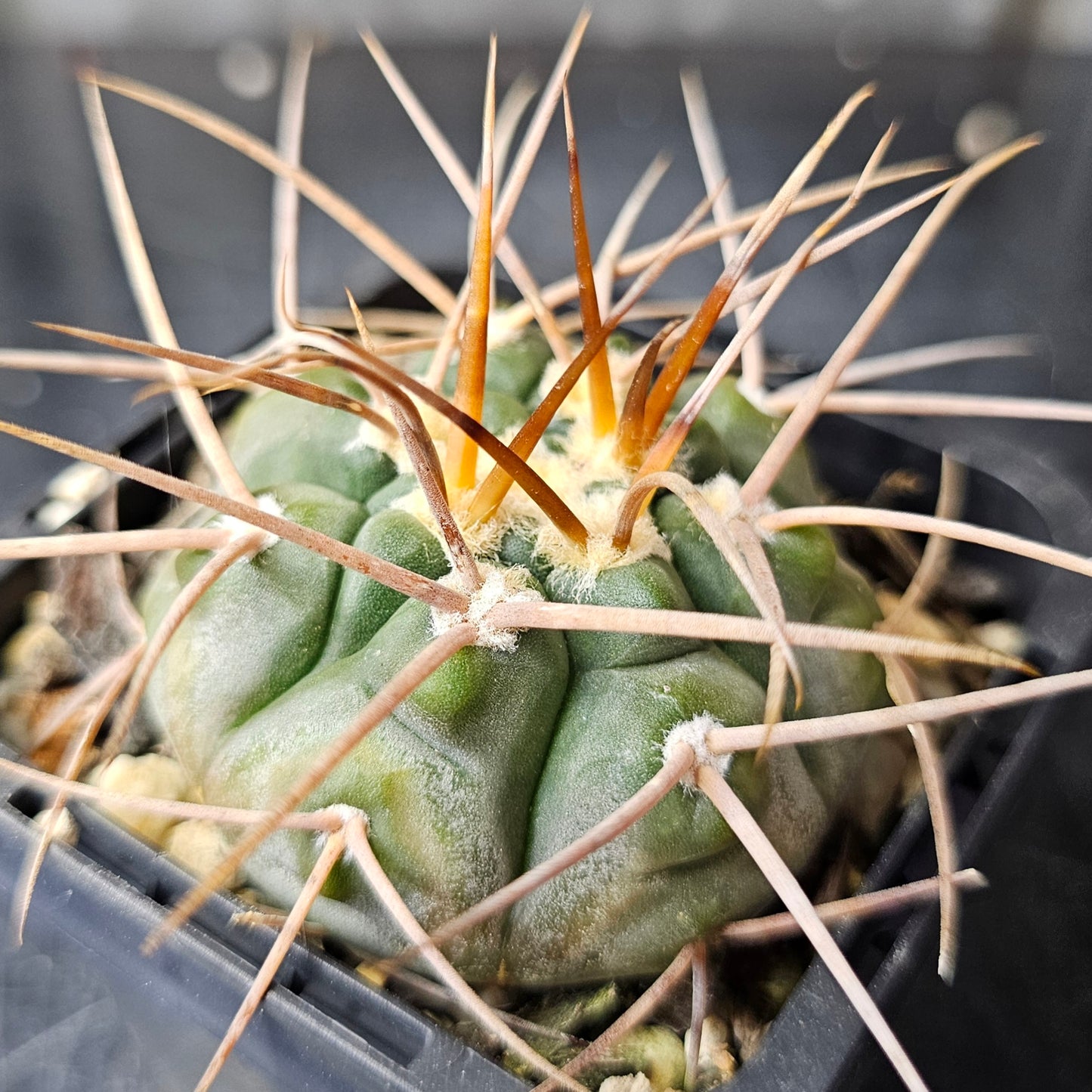 Cactus Bundle – 4 Plants (Gymno Greatness)