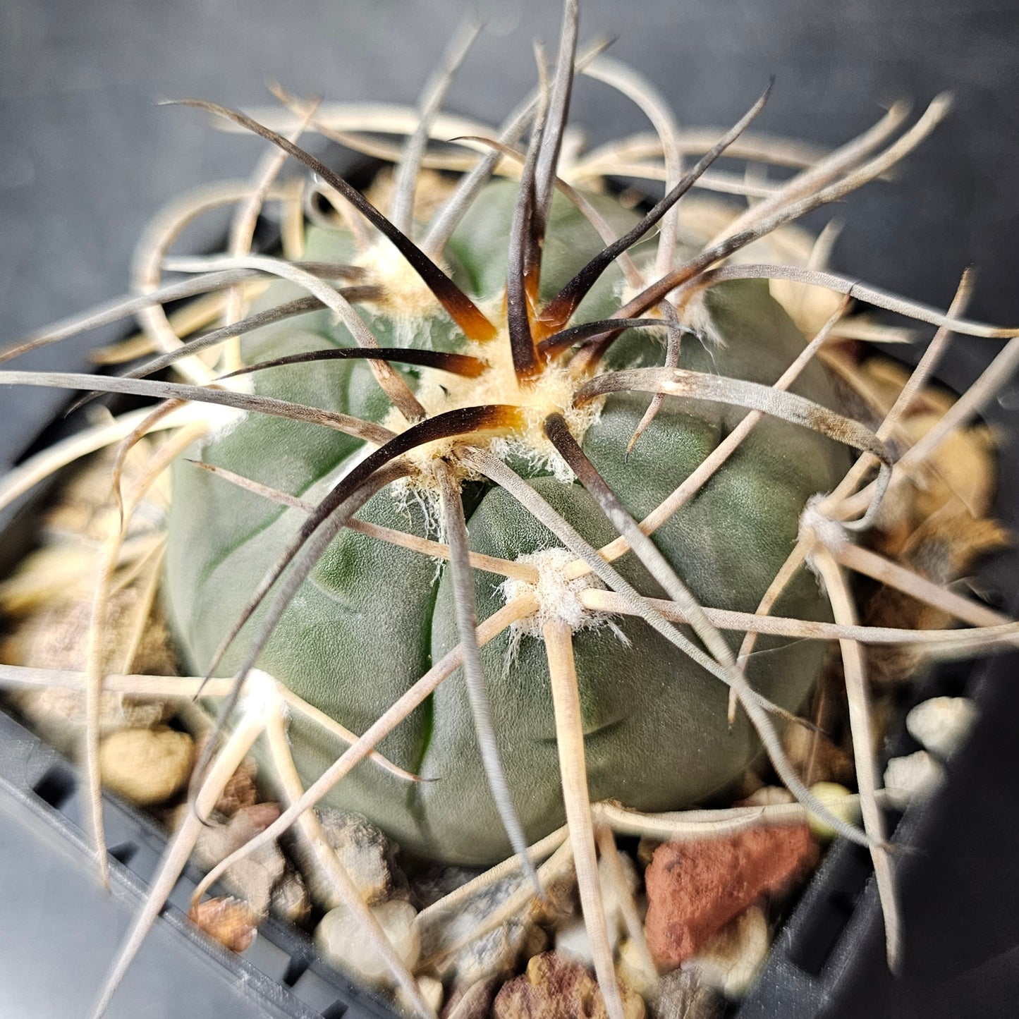 Cactus Bundle – 4 Plants (Gymno Greatness)