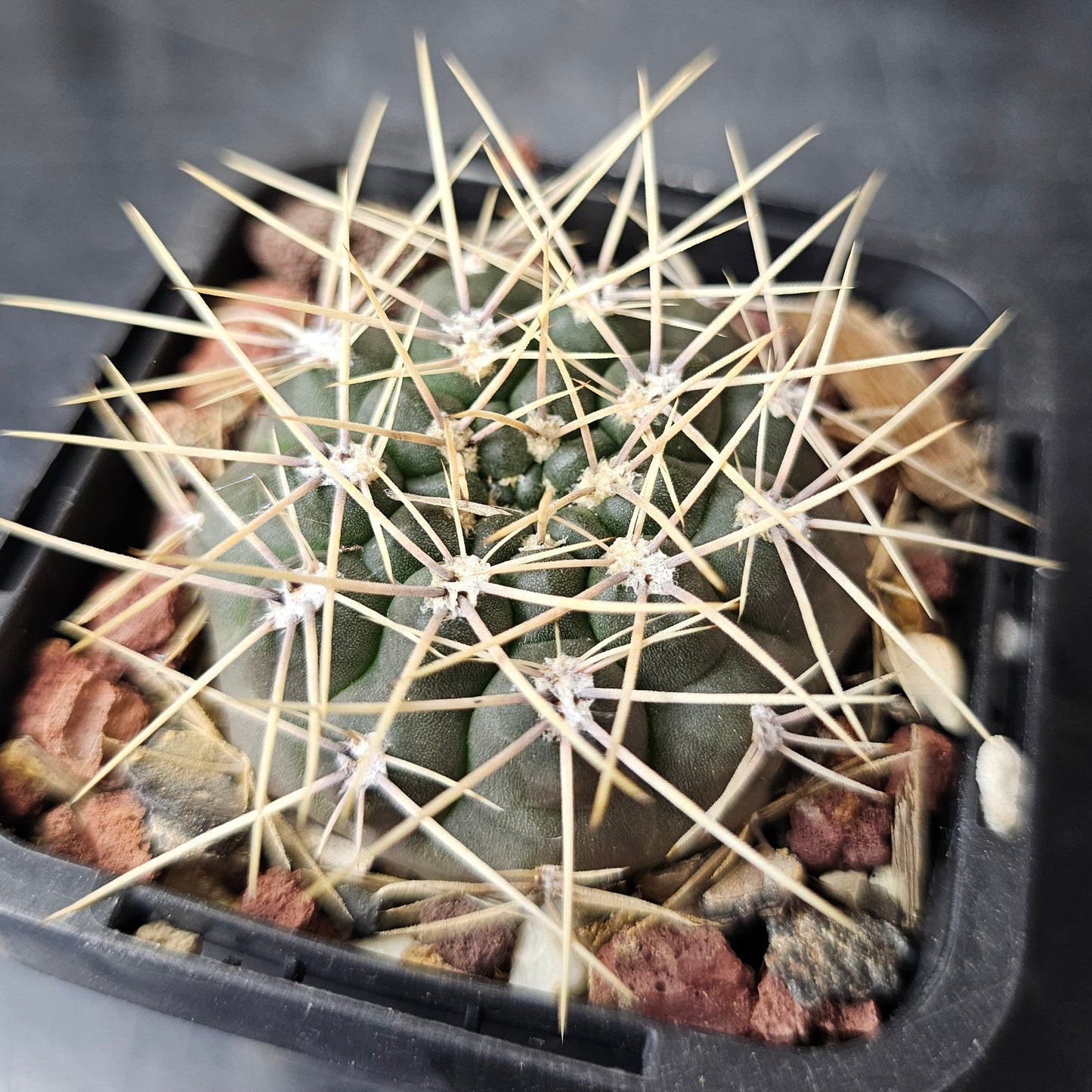 Cactus Bundle – 4 Plants (Gymno Greatness)