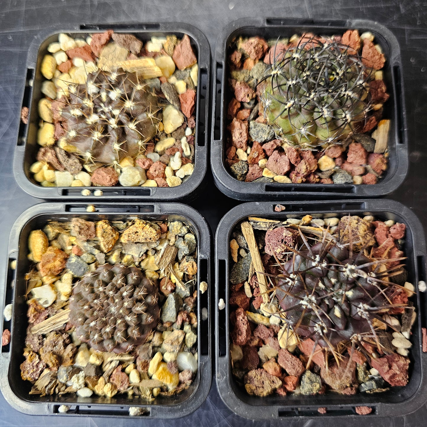 Cactus Bundle – 4 Plants (Shadow & Spines)