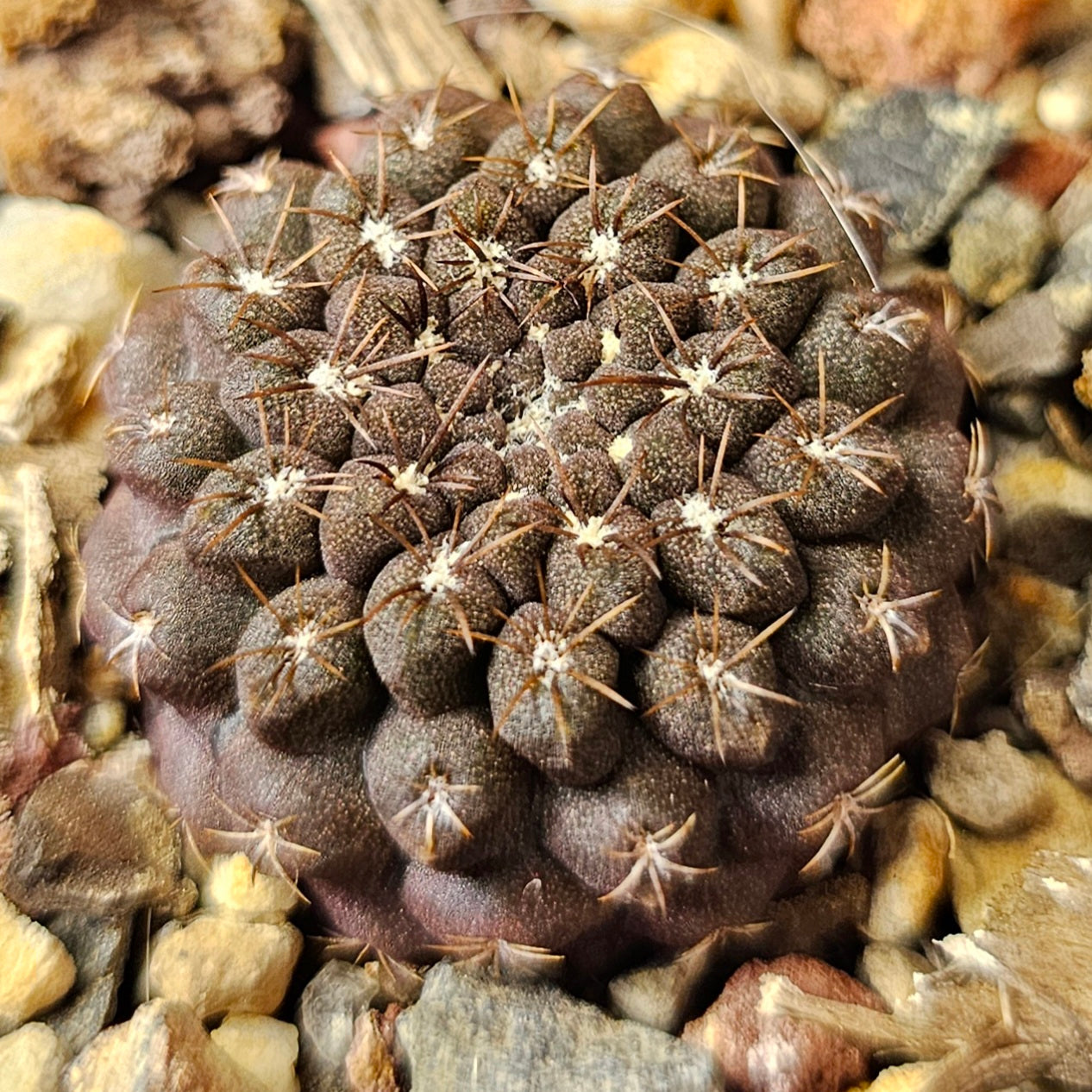 Cactus Bundle – 4 Plants (Shadow & Spines)