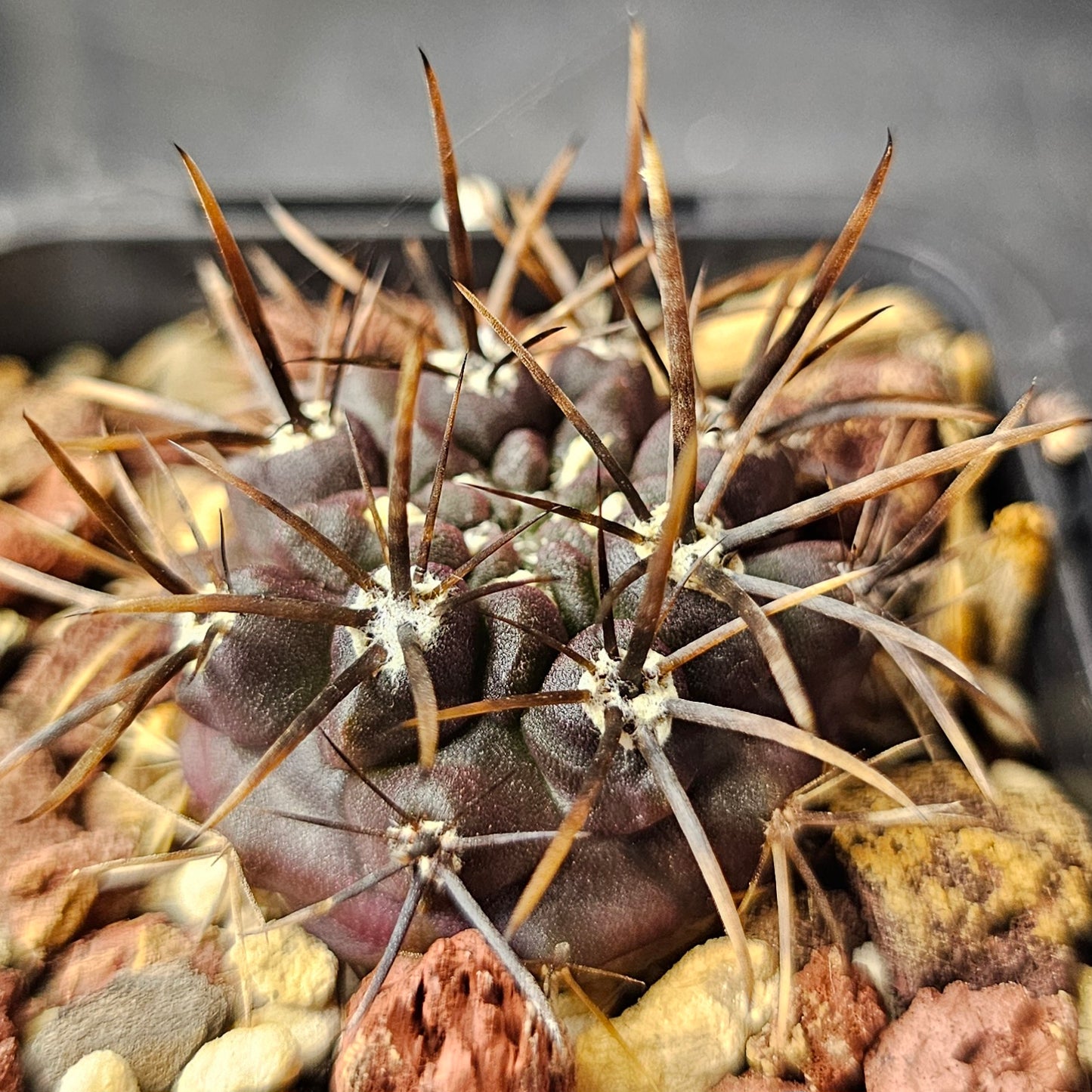 Cactus Bundle – 4 Plants (Shadow & Spines)