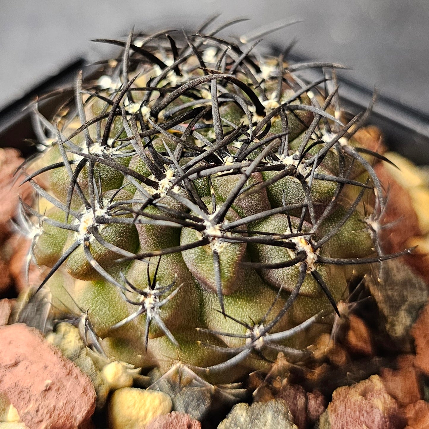 Cactus Bundle – 4 Plants (Shadow & Spines)