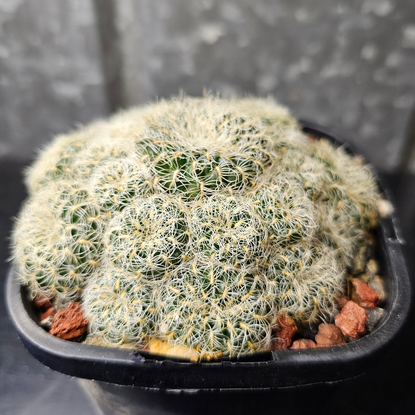 Sulcorebutia caniguerali