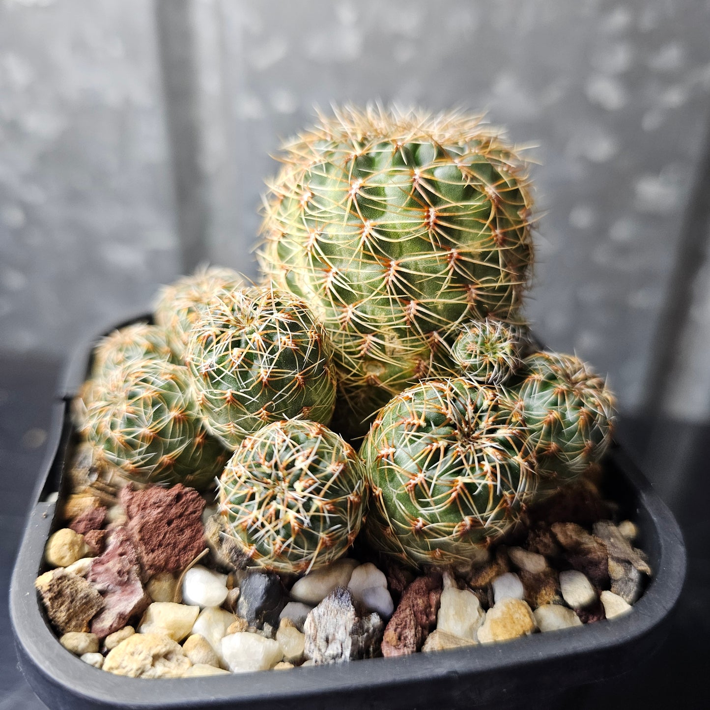 Sulcorebutia sp. (lost label)