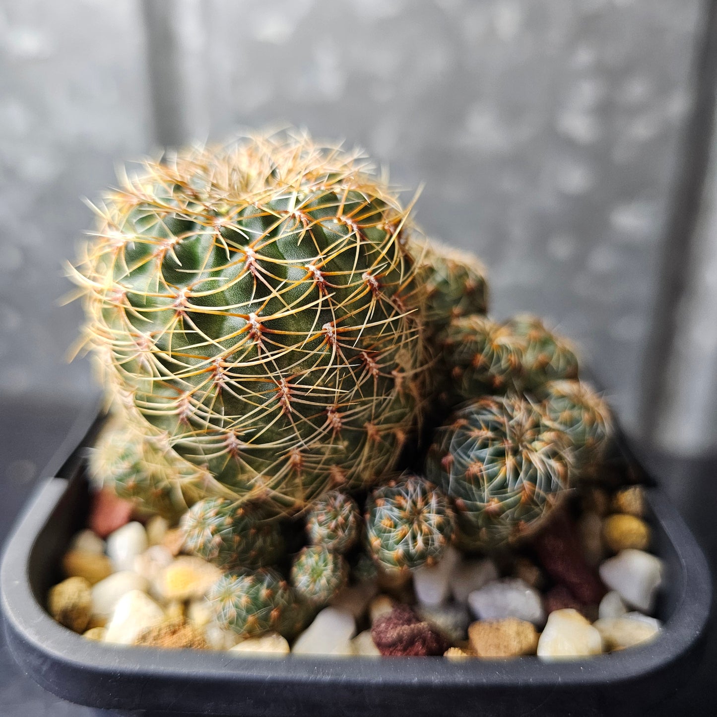 Sulcorebutia sp. (lost label)