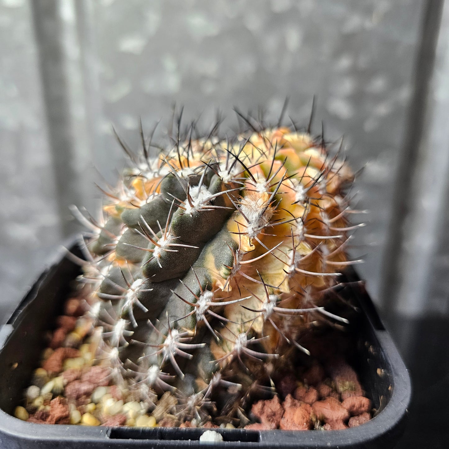 Eriosyce F2 hybrid
