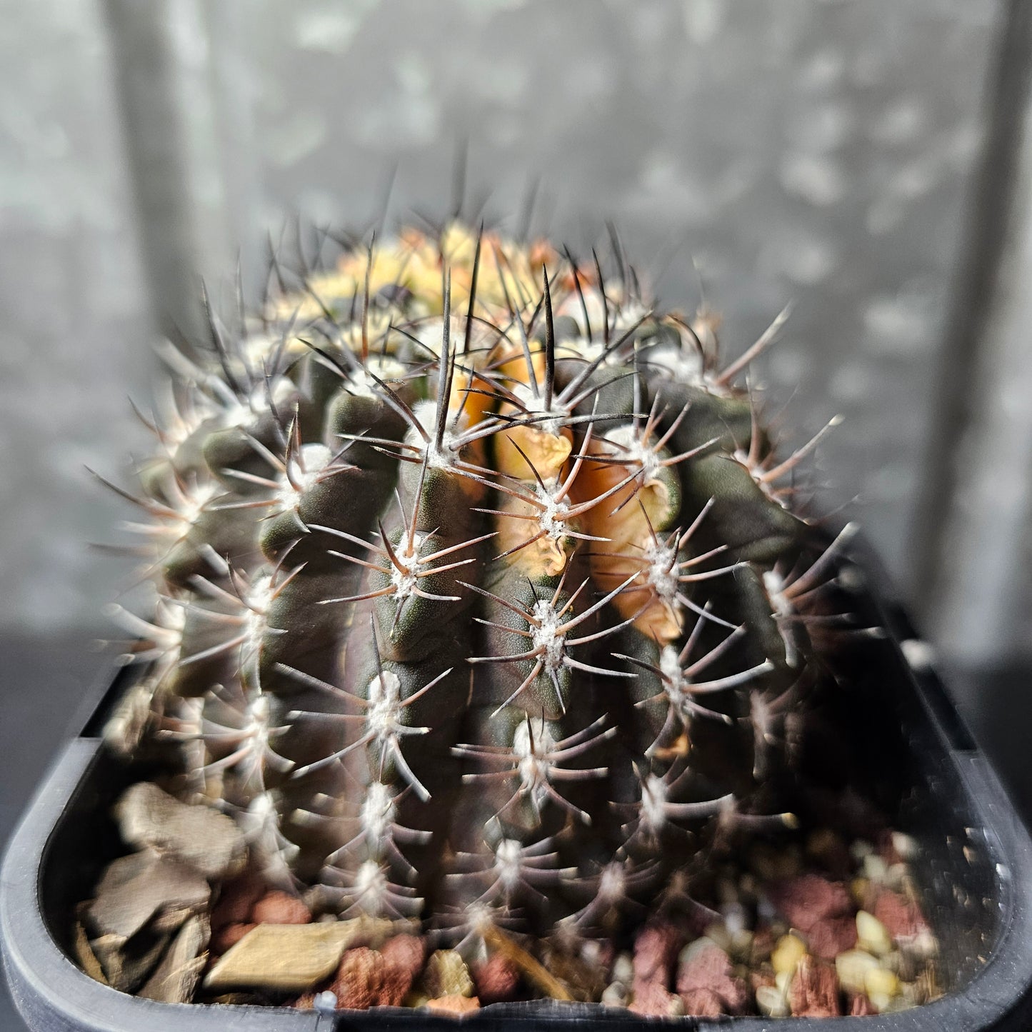 Eriosyce F2 hybrid